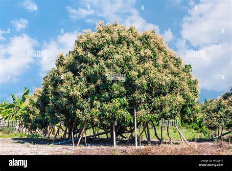 Longan tree hi-res stock photography and images - Alamy