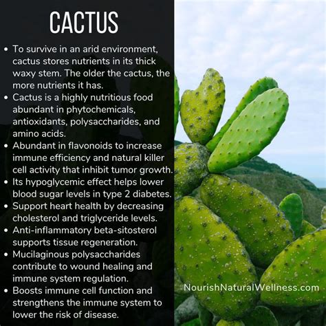 The Amazing Nutritional Powers of Cactus | Nutritional Immunology ...