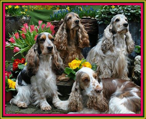 Sabble and sable roan cocker spaniels Show Cocker Spaniel, English ...