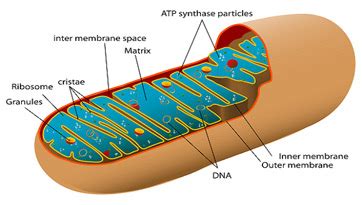 Mitochondrial Cristae | Definition, Structure & Function - Lesson ...