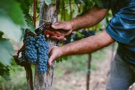 Harvesting Wine Grapes