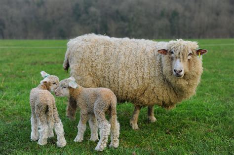 Cotswold Sheep, New Lambs, Tim Macmillan | Sheep, Mammals, Lamb