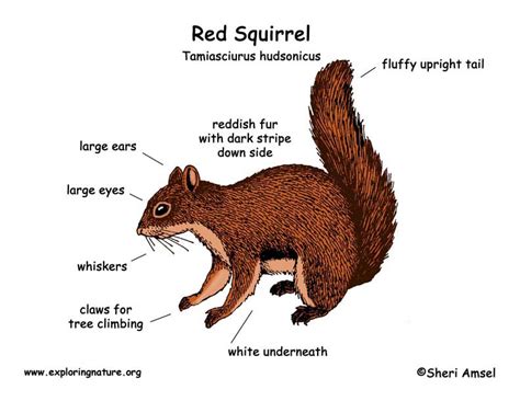 Squirrel (Red)