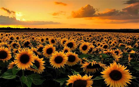 Sunflower Field Sunset Wallpapers - Top Free Sunflower Field Sunset ...