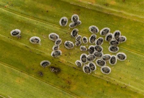 Whitefly Pupae | Tetraleurodes sp. Hemiptera | Atul Vartak | Flickr