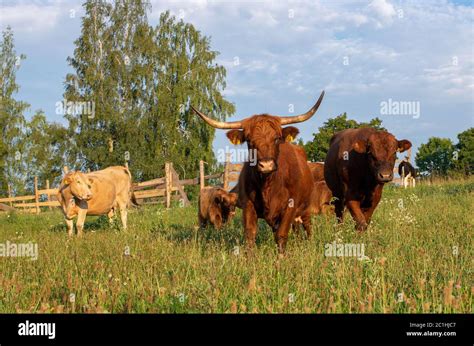 Scottish highland cattle Stock Photo - Alamy