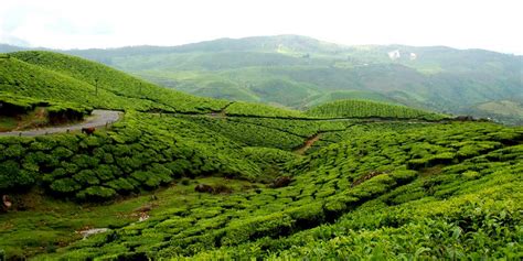 Best Places to Visit in Munnar - Kerala Tourism