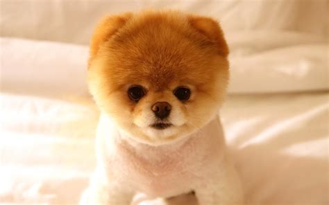 Pomeranian History, Personality, Appearance, Health and Pictures