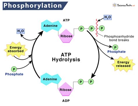 Phosphorylation Atp