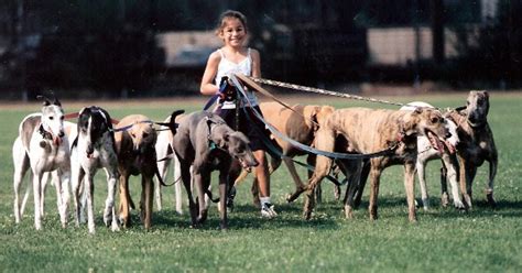 Greyhound Colors: Beautiful Spectrum of Coats