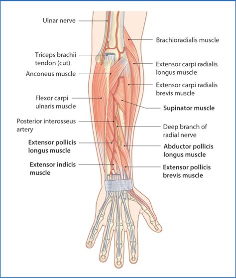 posterior forearm muscles