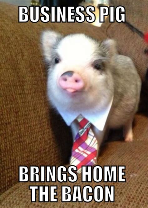 20 Cute Pig Memes That Will Surely Steal Your Heart | Cute piggies ...