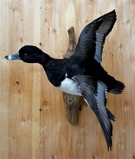 Ringneck duck mount | Duck mount, Waterfowl taxidermy, Waterfowl hunting