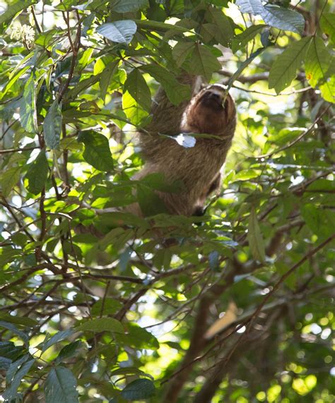 Scott's Images: Osa Peninsula Wildlife