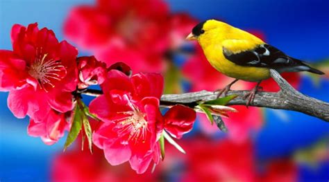 Spring Bird ~*~, flowers, spring bird, bird, spring HD wallpaper | Pxfuel