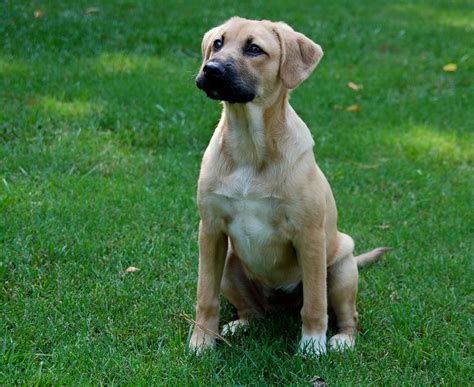 German Shepherd and Lab Mix