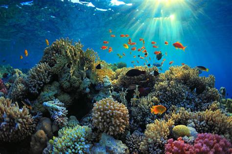 The crucial role played by coral reef in the ecosystem