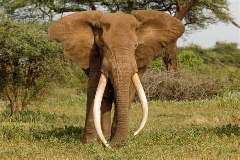 Biggest Elephant in Botswana Killed by Trophy Hunters for 8ft Tusks ...