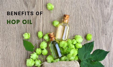 Hop Oil: Amazing 8 Health Benefits