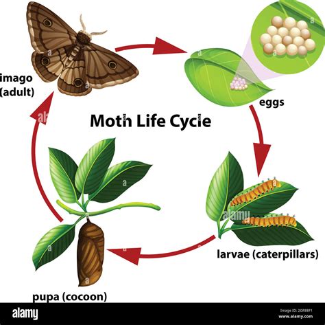 Moth life cycle diagram Stock Vector Image & Art - Alamy