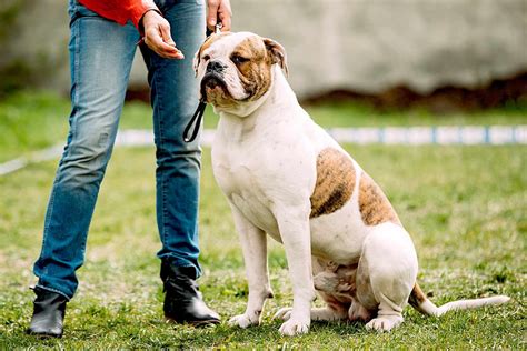 American Bulldog How Fast Do They Run