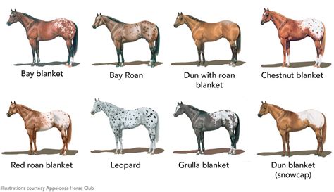 Rare Horse Coat Patterns