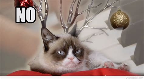 Grumpy Cat Christmas Wallpapers - Top Free Grumpy Cat Christmas ...