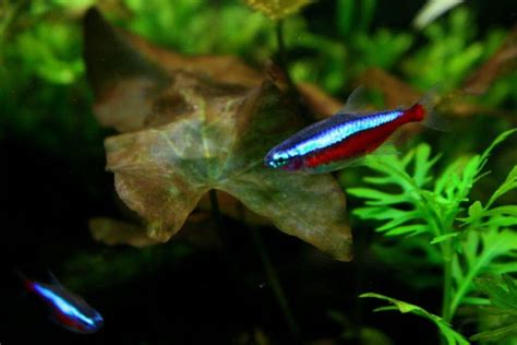 Cardinal Tetra 101: Care, Diet, Tank Size, Tank Mates, & More