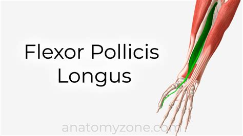 Flexor Pollicis Longus - Origin, Insertion, Action, 3D Model | AnatomyZone