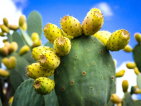 Prickly Pear - campestre.al.gov.br