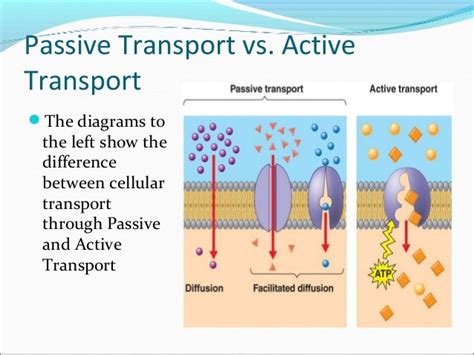 Active Transport