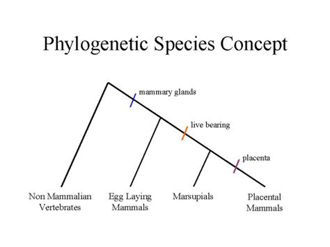 Phylogenetic Species Concept