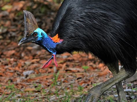 Southern Cassowary - eBird