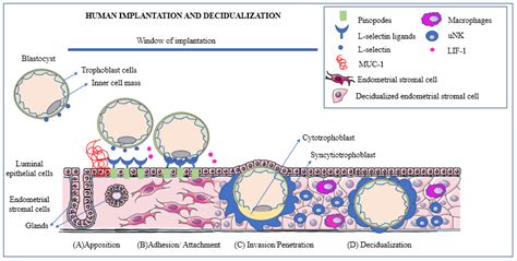 IJMS | Free Full-Text | Physiologic Events of Embryo Implantation and ...