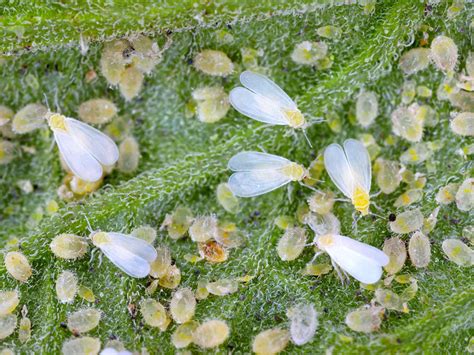 Whitefly - treatment and control | Love The Garden