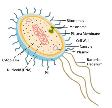 Bacteria Cell Structure