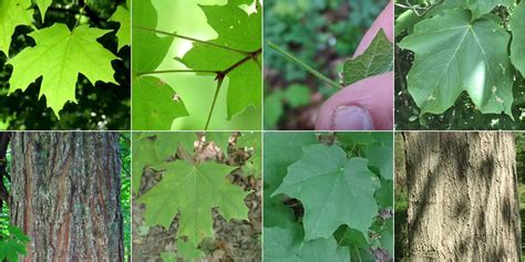 Sugar Maple vs Black Maple: Identification - bplant.org