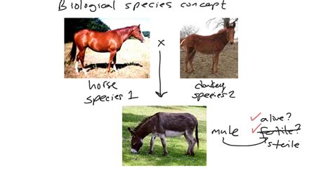 Biological Species Concept: Hybrid Dysfunction & Speciation Genetics ...