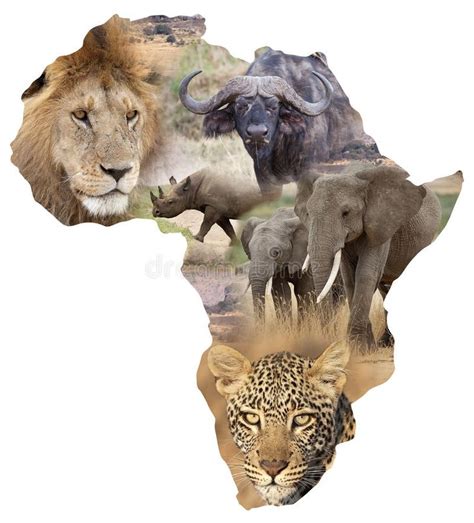 African wildlife background. African wildlife map with the Big Five ...