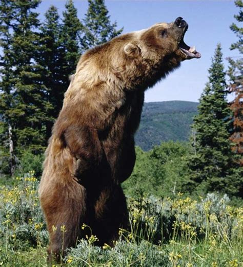 a large brown bear standing on its hind legs in the grass with his ...