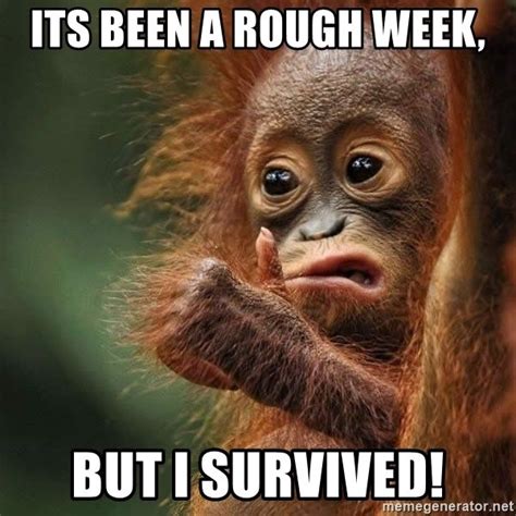 Orangutan Survive - Its been a rough week, But i survived! | Funny day ...