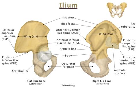 Anterior Superior Iliac Spine Muscle Attachment