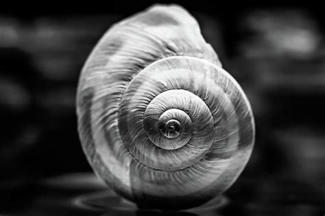 Seashell Black and White Photograph by Garrick Besterwitch