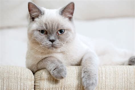 6 Types of British Shorthair Cat Colors (With Info & Pictures) | Hepper