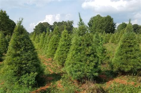 Ward Grove Christmas Tree Farm – Tennessee Christmas Tree Growers