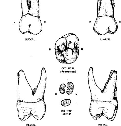 Permanent Maxillary Molars - Dental Anatomy - Mitch Medical