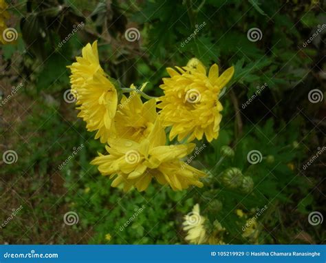 Sunshine yellow flowers stock image. Image of nature - 105219929