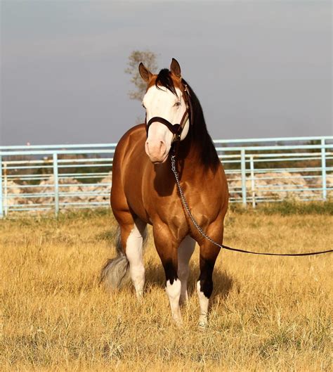 Pin on Horses