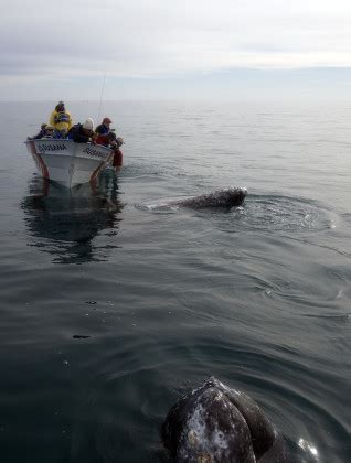 Tourists On Boat Watch Gray Whales Editorial Stock Photo - Stock Image ...