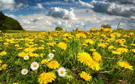 Dandelion Field Wallpaper